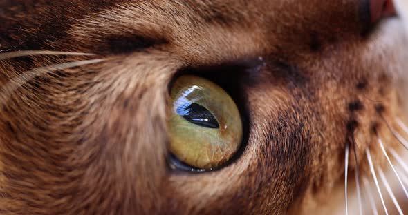 Macro Open Eye of a Brown Cat Closeup