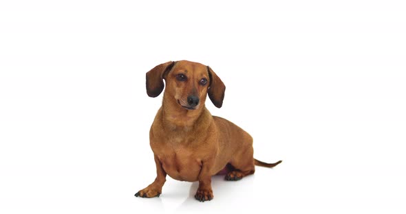 4K - Dachshund. Dog looking at camera