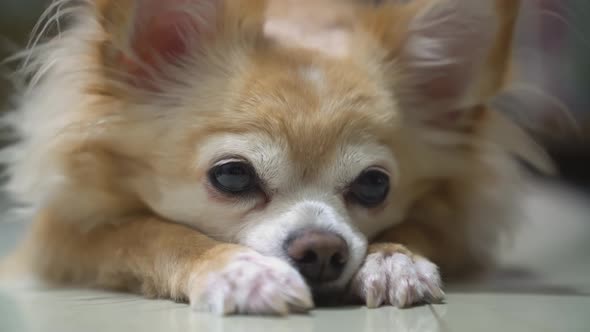 boring brown chihuahua dog puppy wait for owner walk him to park
