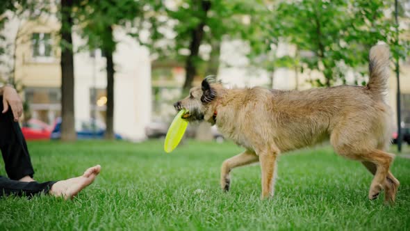 A Handsome Man Playing a Flying Disc with His Smart Grey Dog