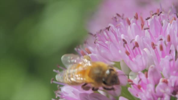 A macro close-up of a bee on a flower