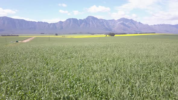 Aerial over bright yellow canola fields