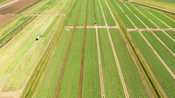 Agricultural Land with Green Crops From Above