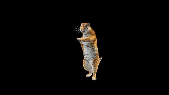 Tiger Dancing HD