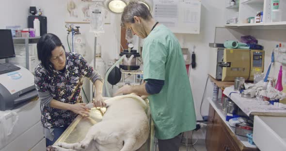 Veterinary surgery - Veterinarian operating a white dog in a pet clinic