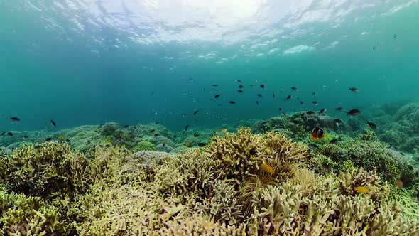 Coral Reef and Tropical Fish Underwater. Camiguin, Philippines