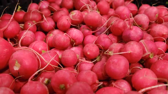 Red radish for sale at a local farmers market