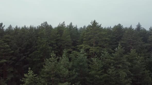 Aerial Shot of Pine Tree Forest