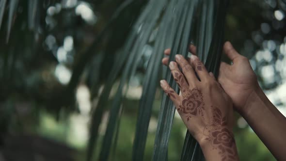 Hands of Oriental Woman Are Stroking Green Leaf of Tropical Palm Tree, Close-up