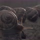 Life of snails - VideoHive Item for Sale