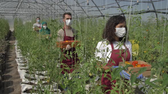 Masked Farm Workers Walking with Plucked Tomatoes