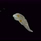 Worm Microstomum Sp, Under the Microscope, Microstomidae Family, Macrostomida Order, Turbellaria - VideoHive Item for Sale