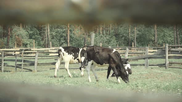 Cows on a Pasture Farm