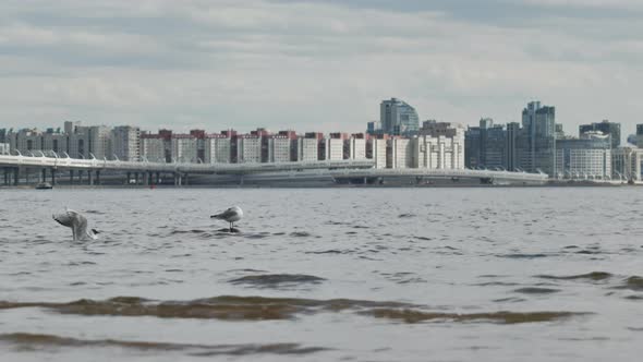 waves on the water against the background of city buildings, a bird on a stone