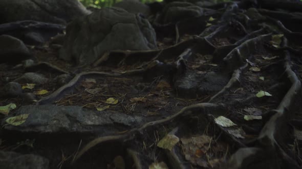 camera movement along a forest path