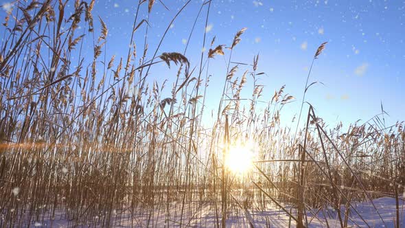 Reeds Sways in the Wind Against the Backdrop of Snow with Sunset