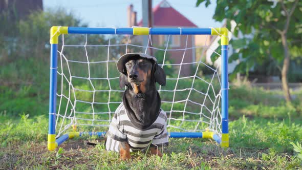 a Funny Dachshund Dog Dressed As a Football Goalkeeper in a Tshirt and Cap Stands Against the