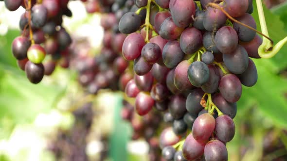 Bunches of Black Grapes Hanging and Growing on Vineyards