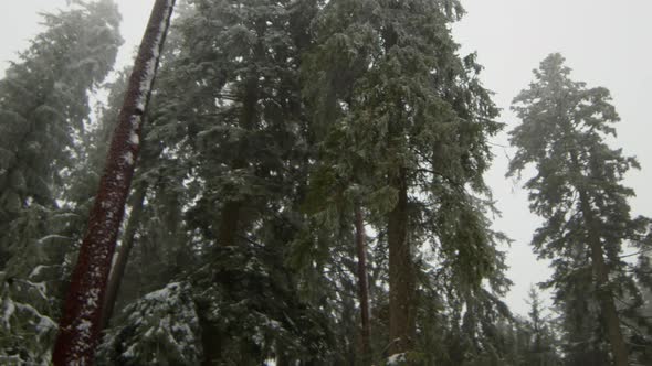 Pan over fir trees covered with snow in Black Forest in Germany in winter. The sky is gray covered w