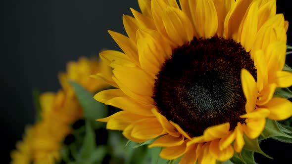 Rotating Footage of Sunflowers