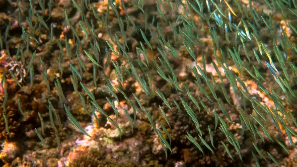 Silversides Fishes Swimming Among Coral Reefs