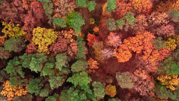 Autumn forest in Poland. Aerial view of wildlife in Poland.