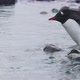 MS Gentoo Penguin (Pygoscelis papua) chicks entering water / Cuverville Island, Antarctica - VideoHive Item for Sale