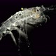 Amphipoda Macrohectopus Branickii Under the Microscope, Macrohectopidae Family, Endemic Species That - VideoHive Item for Sale