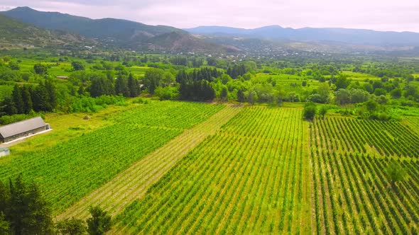 Drone view over large wine farm in Georgia