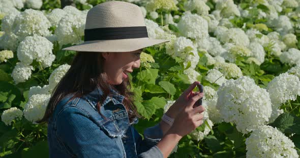 Woman take photo on Hydrangea flower garden 