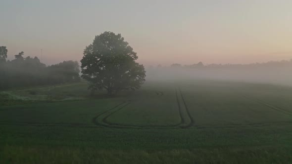 Field at Morning