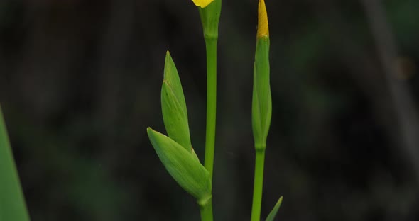 Yellow Iris, iris pseudacorus, Closeup of yellow flower petals.