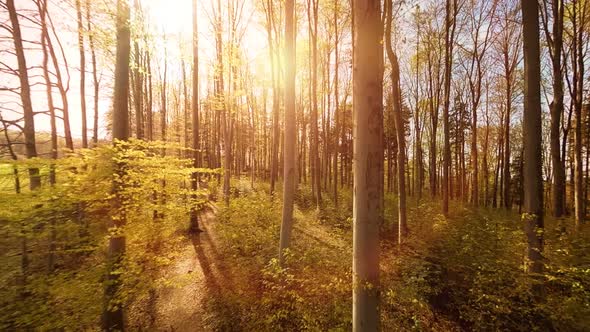 Flying Through Autumn Forest Trees at Sunset Light