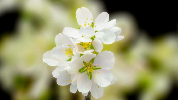 Almond Blossom Timelapse on Black