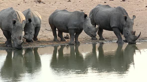 Group of White Rhino Drinking at a Waterhole, Timbavati Nature Reserve