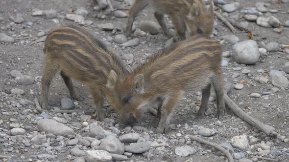 Cute brown Wild Boars foraging food in rocky ground - Digging between stones and pebble - close up