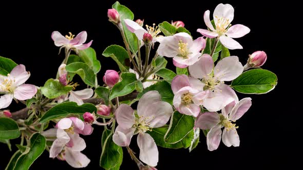 Fresh Fruit Flowers Blooming in Spring Growing