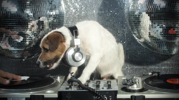 dog disco puppy animal pet funny party music doggy