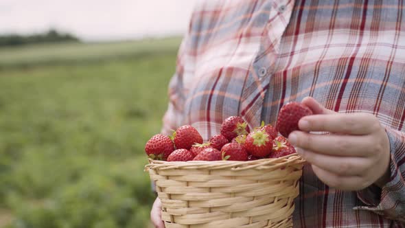 Farmer in Plaid Shirt Holds Wicker Basket with Ripe Fresh Red Strawberries