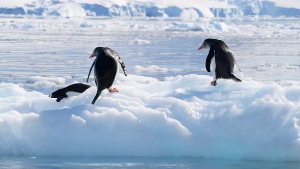 Gentoo Penguins on the Ice in Antarctica