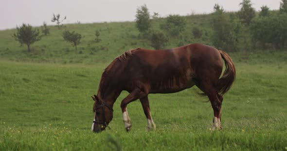 Horse On Pasture In Rainy Weather