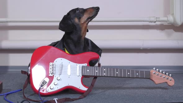 Obedient Dachshund Dog in Leather Jacket Sits with Electric Guitar and Looks Up Expectantly Barks