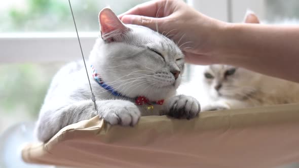 Asian Woman Hand Petting A Cat While Lying