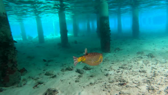 Puffer Fish Swimming Under a Water Villa Bungalow in Maldives