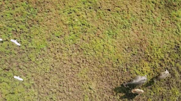 Aerial view of wild animals running in a field in Thailand