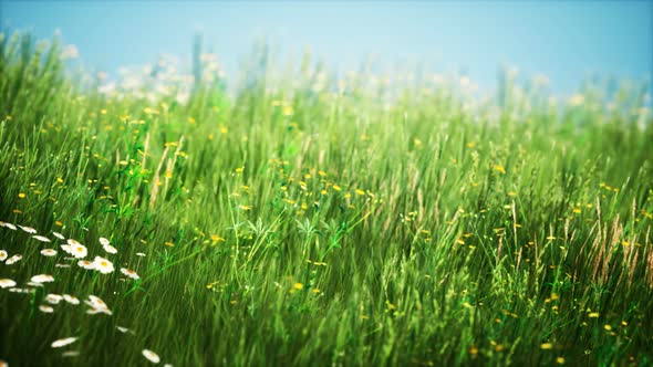 Field with Green Grass and Wild Flowers at Sunset