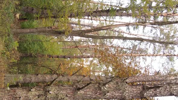 Vertical Video of the Forest on an Autumn Day Slow Motion