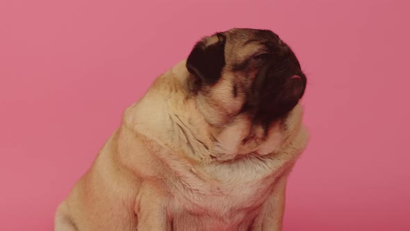 Cute Pug Sits and Licking His Lips