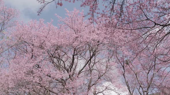 Cherry Blossom Tree