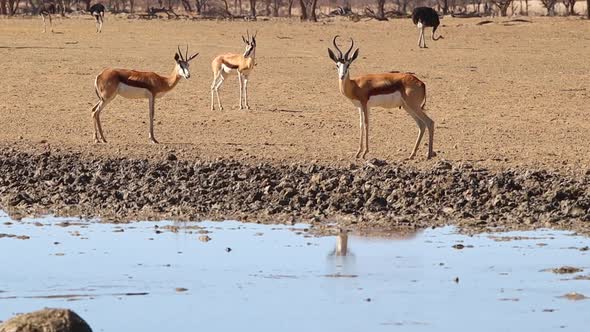 Springbok Antelope and ostriches at watering hole in the Kalahari